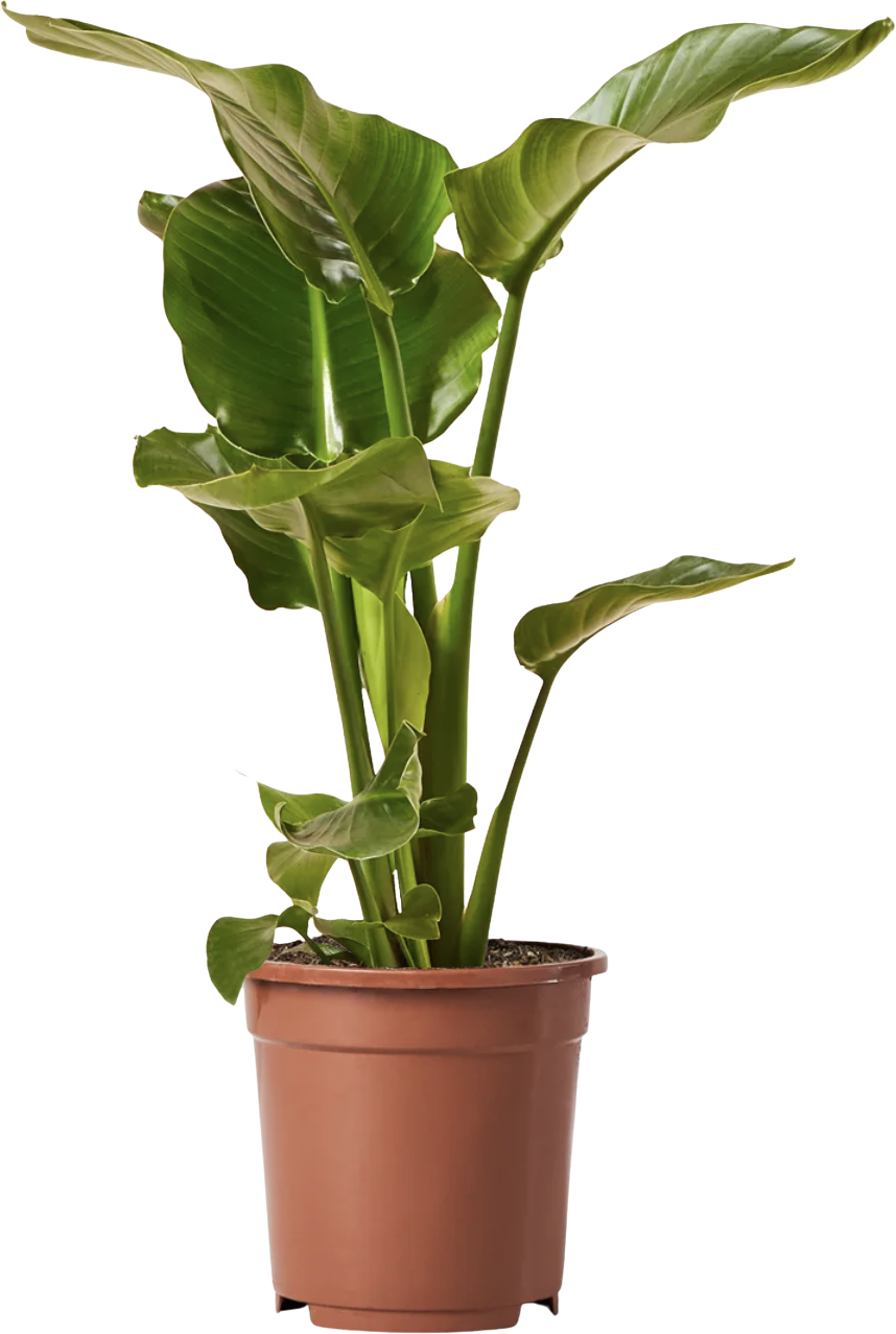 Strelitzia Nicolai | White Bird Of Paradise | Wild Banana Plant