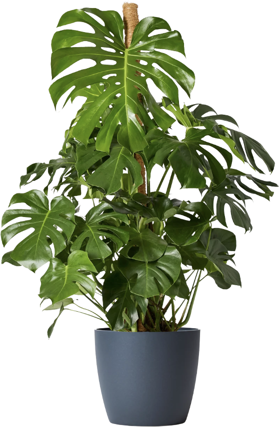 Swiss Cheese Plant | Monstera Deliciosa with black clay pot