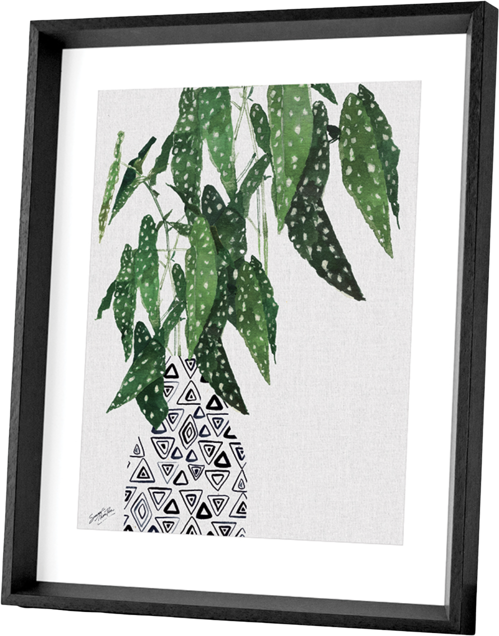 Summer Thornton Polka Dot Begonia Plant